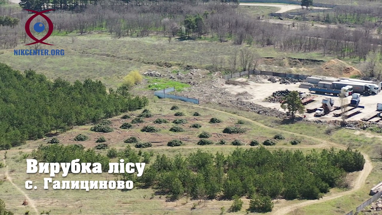 Лесопосадка, которую вырубила компания секретаря Николаевского ...