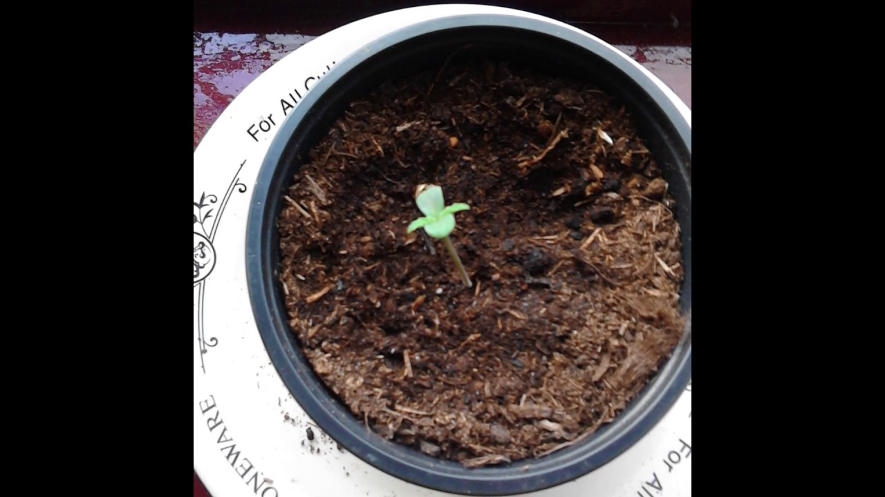 Wiet zaadjes ontkiemen / Zaden ontkiemen YouTube