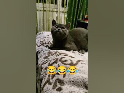 приколи з котами смішні відео з котом #котприкол #коти #коты # ...
