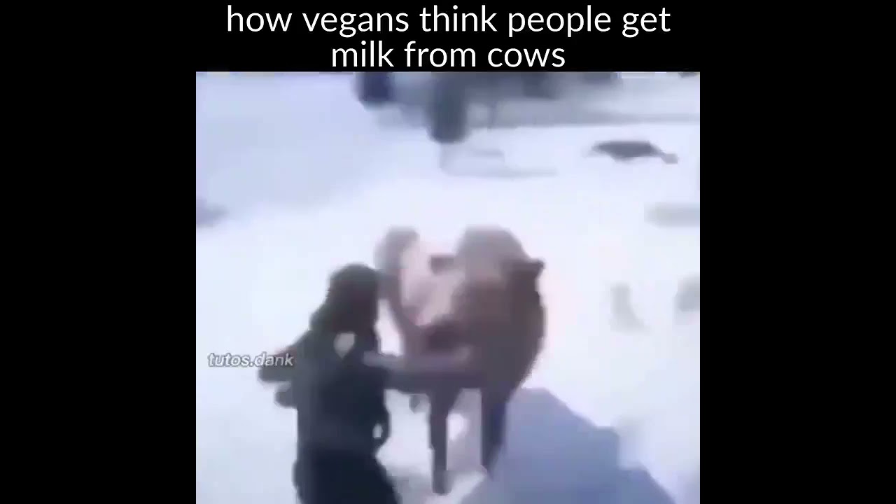 How vegans think people get milk from cows YouTube