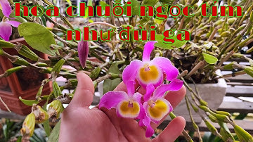 ngắm hoa hoàng thảo chuỗi ngọc | phong lan rừng phúc vân