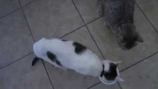 Selfish Cat Shares her Yogurt when played Backwards screenshot 5