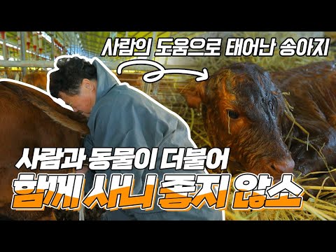 <strong>소의</strong> 수정부터 출산까지 돕기, 함께 사니 좋지 않소🐮? | 동물과 사람이 더불어 사는 삶ㅣ한국기행