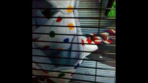 Handmade Honey comb hammock