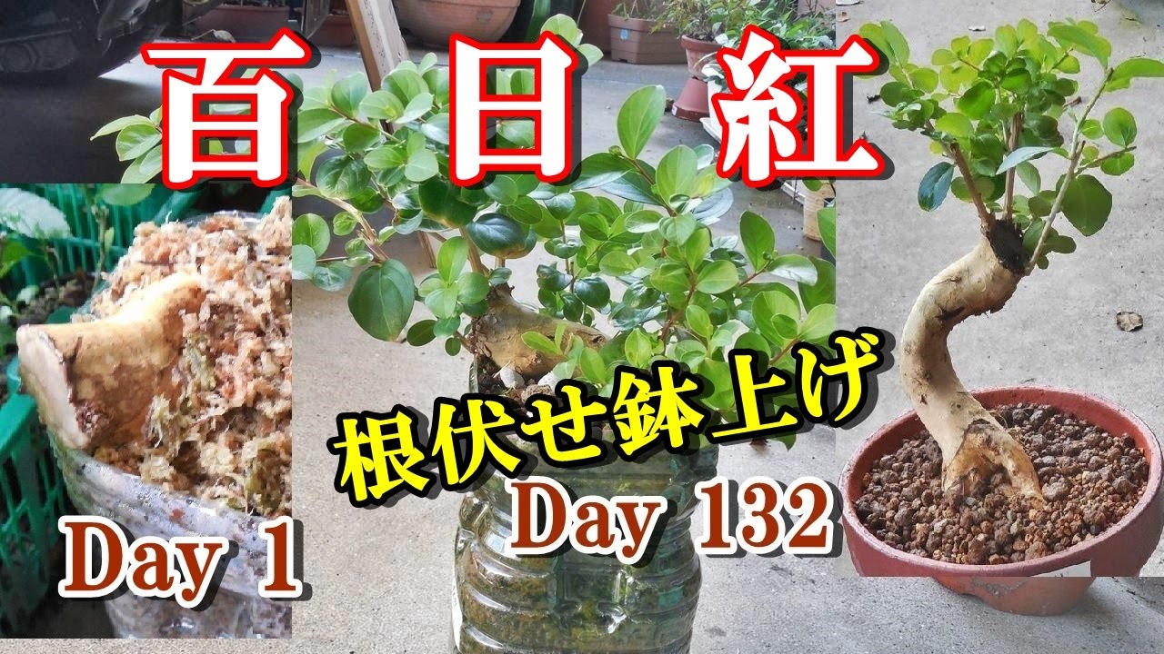 百日紅 根伏せ】サルスベリの不要根2,5cmをペットボトルに根伏せ Day