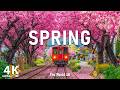 Spring 2026 Relaxing Nature 4K Beautiful Flowers Sakura Valleys Calm Piano Music