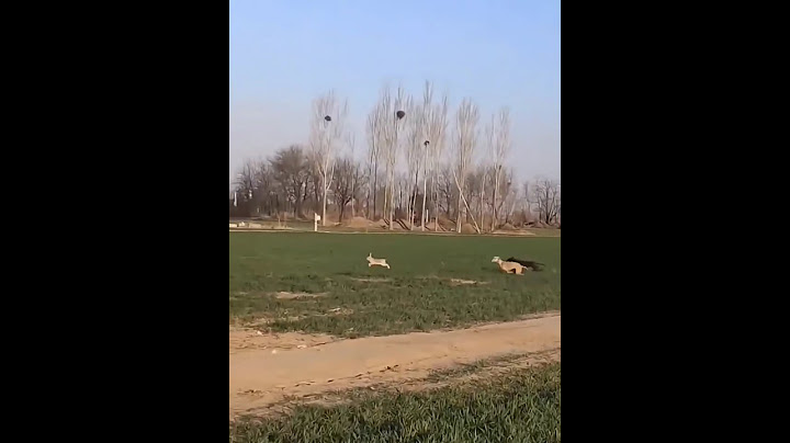 The rabbit saved the lives of his children from hunting dogs short video #shorts