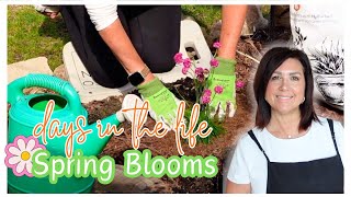 SPRING BLOOMS | Planting flowers,Will you come on this journey with me ?! Sleeping BEAUTY