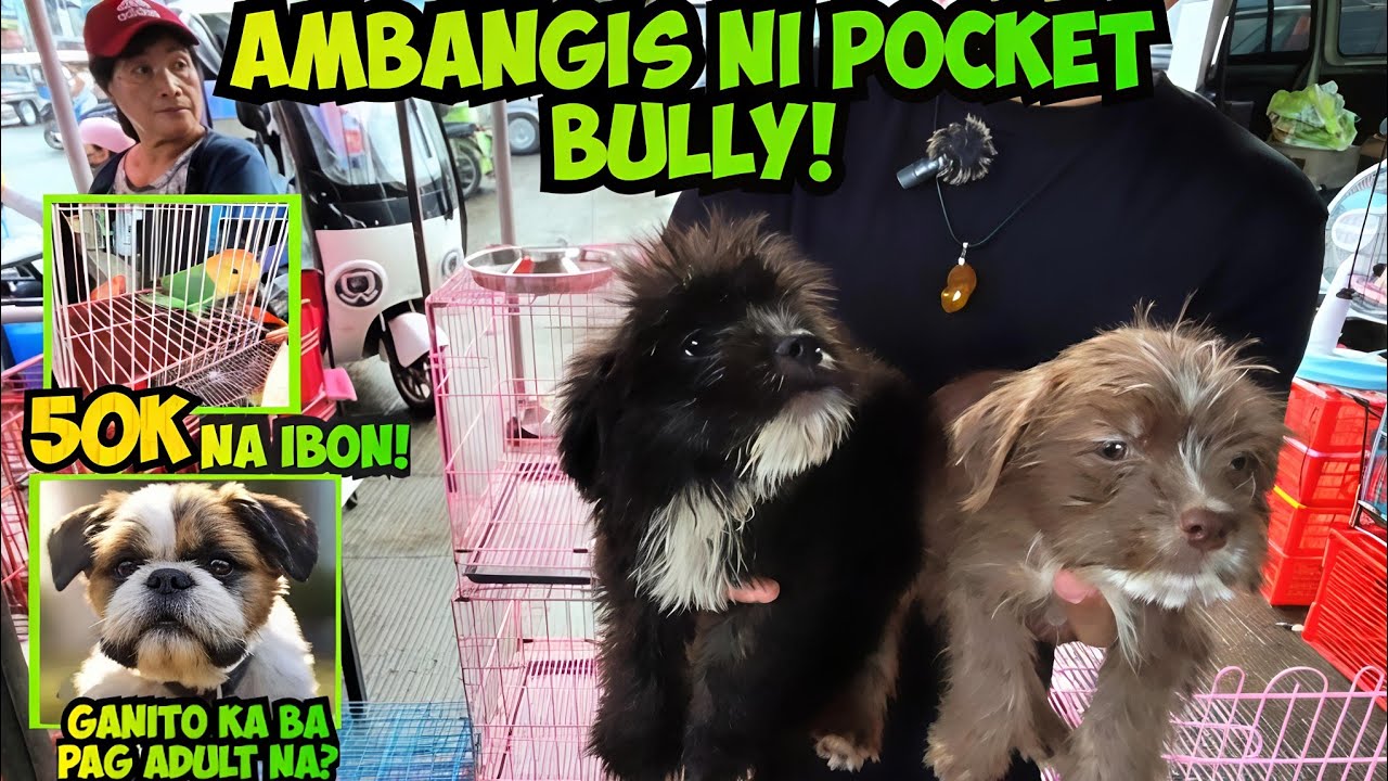 NABIGLA NA LANG DAW SI OWNER! GROTTO PET MARKET 12/14/25