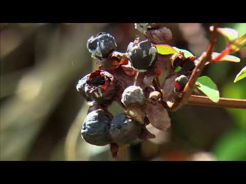 Видео: Tutsan Plant Info - Узнайте о кустарнике Tutsan St. John's Wort