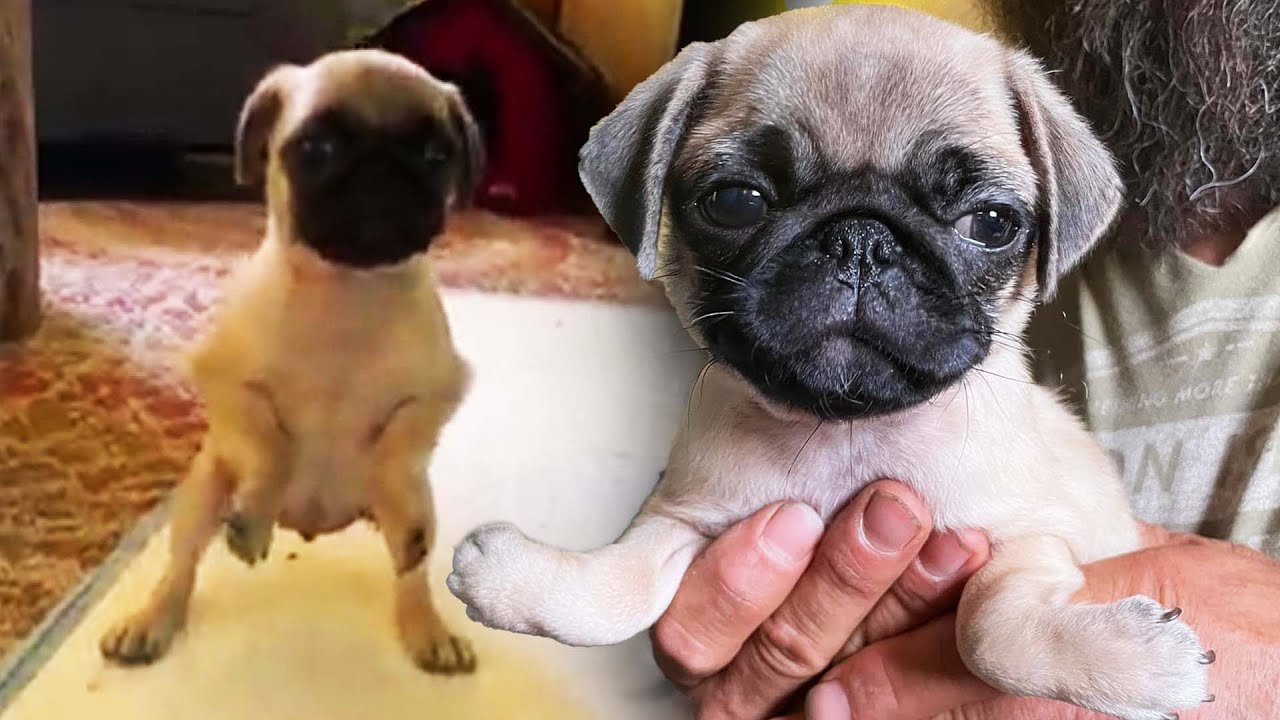 This Puppy Was Born With UpsideDown Paws YouTube