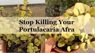 7 häufige Probleme mit Elefantenbüschen und schnelle Lösungen screenshot 1