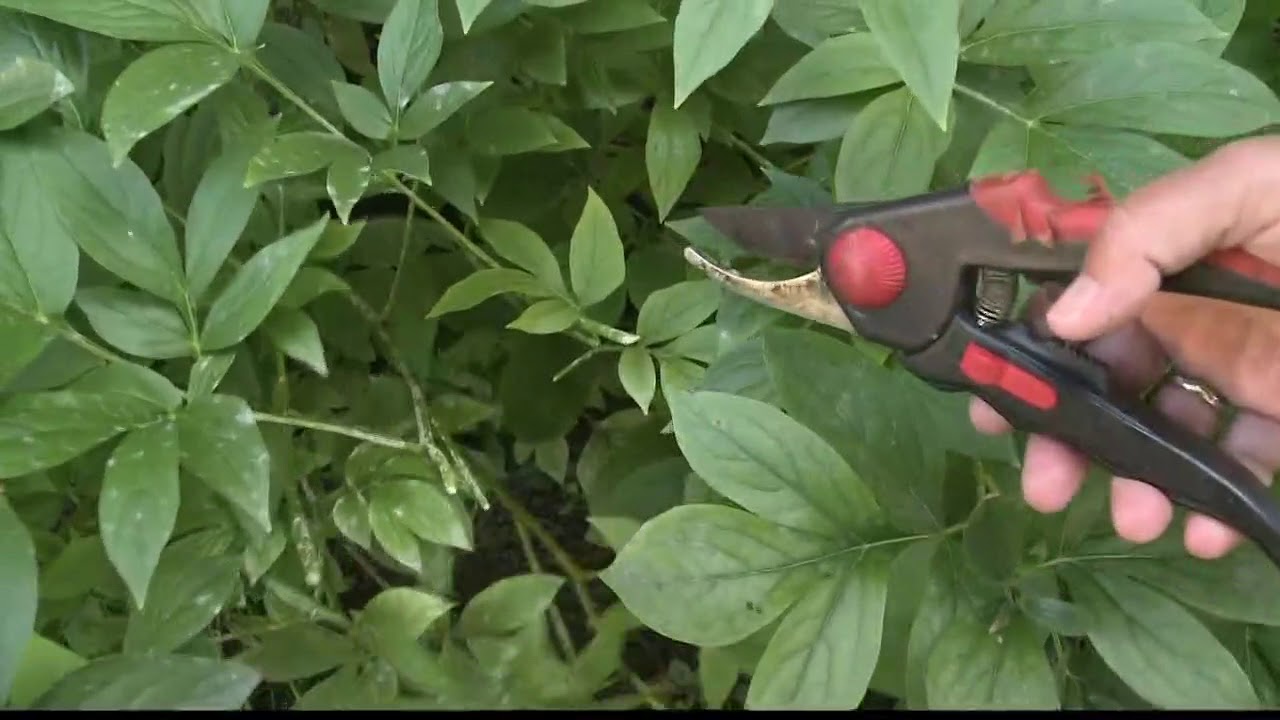 2 the Garden Trimming Peonies YouTube