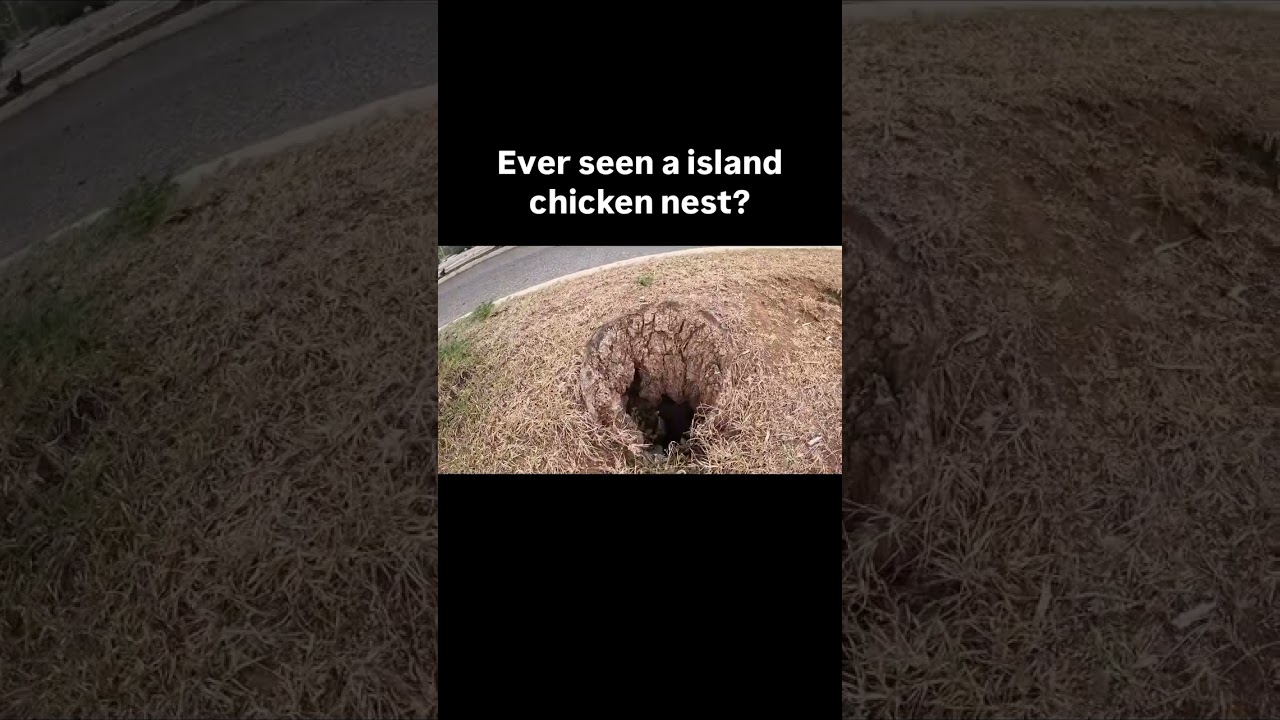 Ever seen a island chicken nest?