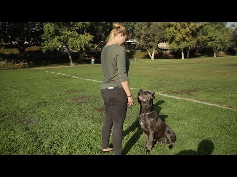 DOG TRAINER EXPLAINS HOW WOMEN CAN CONTROL BIG DOGS AS WELL AS MEN