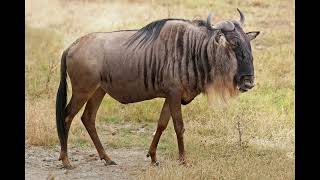 What's Your Opinion On This Animal (Blue Wildebeest Or Blue Gnu) #147
