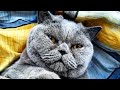 Kot Brytyjski British Shorthair Cat Fikus - przeprowadzka do nowego domku!