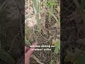 White Mold in Canola? What to Look For While Scouting #Shorts  #farming  #cropprotection