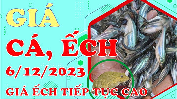 Thị trường Cá, Ếch tại ĐBSCL ngày 6/12/2023 - Giá ếch tiếp tục ở mức cao