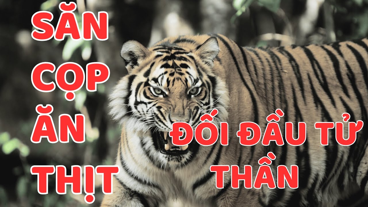 SĂN CỌP DỮ ĂN THỊT - TỬ THẦN ĐẤT QUẢNG || Người Rừng Kể Chuyện