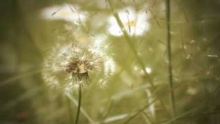dandelion