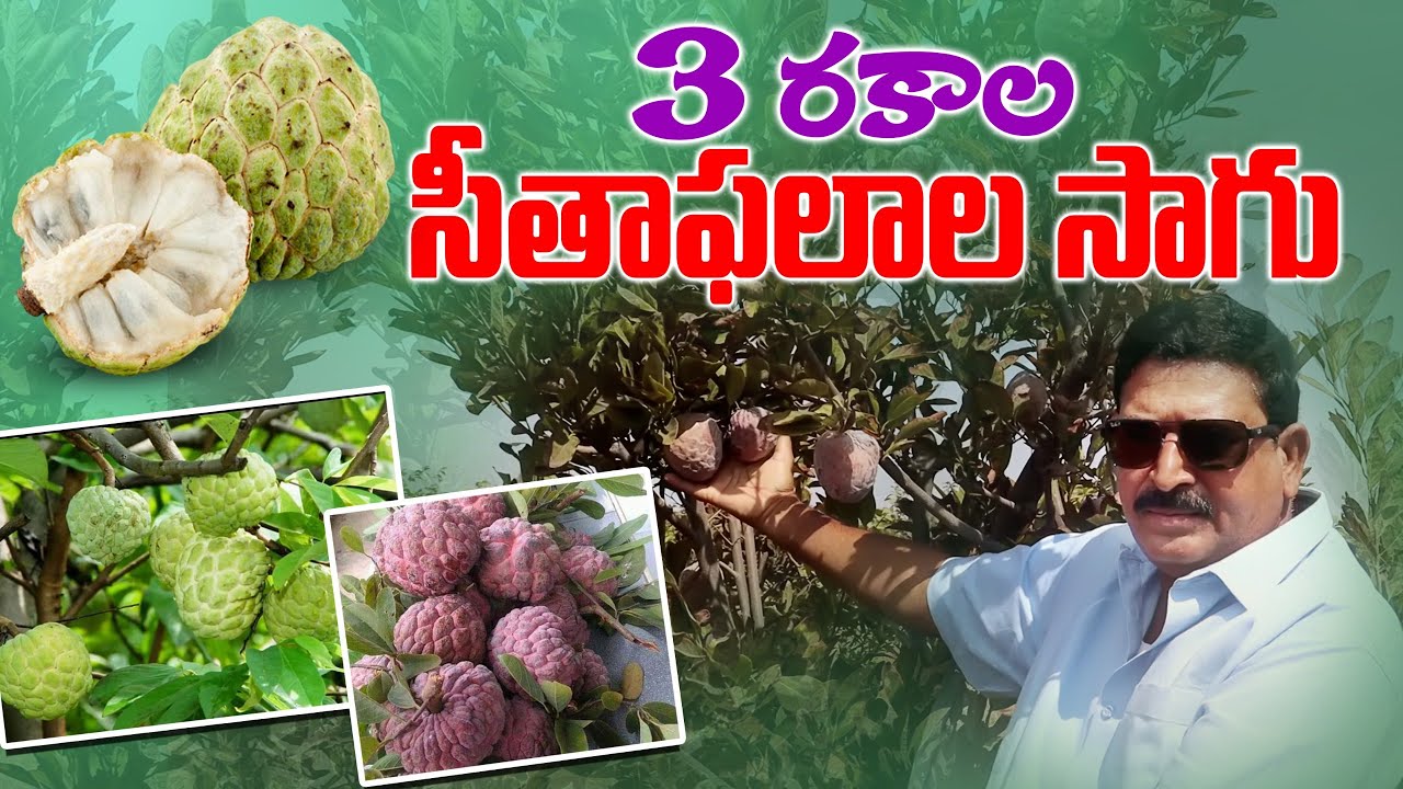 మూడు రకాల సీతాఫలాల సాగు | Different Varietys of Custard Apple Farming | NMK Gold | AgriTech Telugu