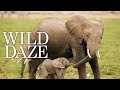 Wild Daze - Official Trailer (Keith David, Jane Goodall)