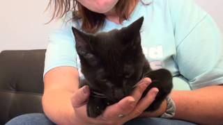 Pet of the Week: November 16, 2014