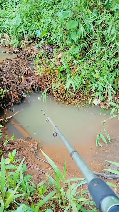 Gak Nyangka Mancing Di Parit Kecil Ini Dapat Mujair Babon