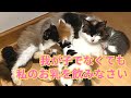 【96】過酷さを物語る野良母猫の育児と母性愛に感動☆我が子以外も分け隔てなく命を救う保護母猫ケイト