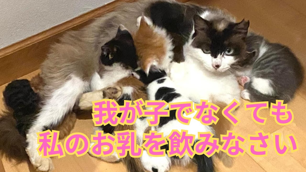 【96】過酷さを物語る野良母猫の育児と母性愛に感動☆我が子以外も分け隔てなく命を救う保護母猫ケイト