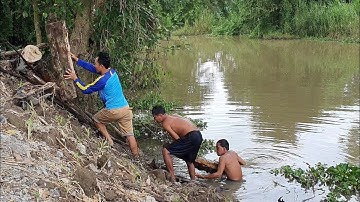 Phụ Bác 2 Vớt Củi Do Nước Lũ Cuốn Trôi Và Món Cá Lóc Hấp Cải Bẹ Xanh  Thắm Tình Quê.Góc Làng Quê #44