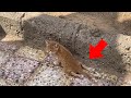 【保護猫】半身麻痺の野良猫→誰にも甘えられなかった彼が、初めて抱きしめられた夜【感動する話】