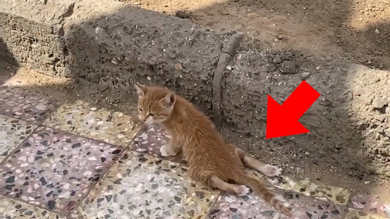 【保護猫】半身麻痺の野良猫→誰にも甘えられなかった彼が、初めて抱きしめられた夜【感動する話】