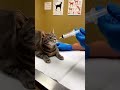 Cat Sees a Syringe at the Vet… Instant Panic 😳😂