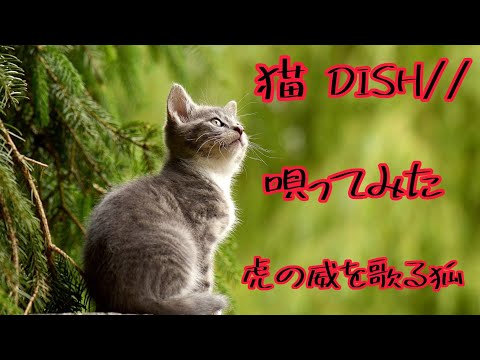 【歌ってみた】猫/DISH//【虎の威を歌る狐】