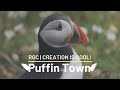 Masters of Sea and Sky  |  Puffins  |  Creation is Cool