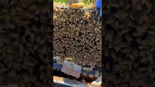 Found some swarm cells