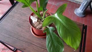 4 inch snake plant African Spear Plant 'Sansevieria cylindrica'