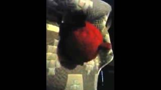 I Accidentally Bnd Of Doom Scares Chuck Bird