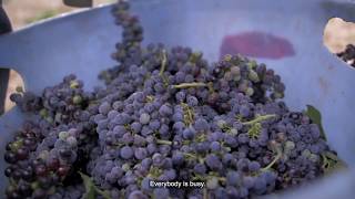 In the Spier Vineyards: Part 6 - The best time of the year