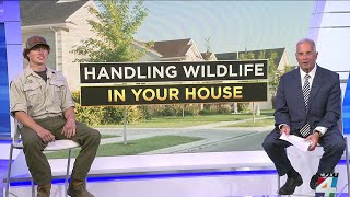 How to handle wildlife that gets into your house