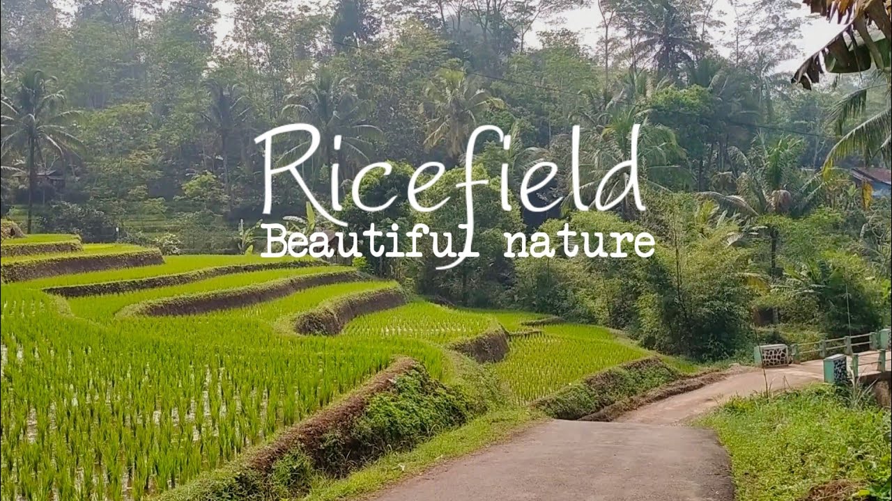 Yuotube Rice Field Rice fields: Natural beauty in a remote village, West Bandung ...