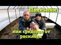 Расклев у цыплят//Паяльник рулит