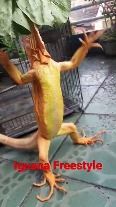 IGUANA RED ALBINO,ternyata juga bisa dilatih #shorts #shortsvideo #freestyle