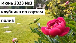 Июнь 2023 серия №3. Клубника по сортам. Полив лука и ранней капусты. Пекинская капуста &quot;ча-ча&quot;.