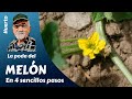 La poda del melón en 4 sencillos pasos