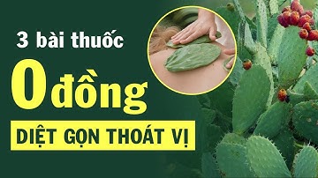 3 BÀI THUỐC 0 ĐỒNG Điều Trị Thoát Vị Đĩa Đệm từ cây Xương Rồng và 2 cây thuốc quanh ta. Hiệu quả cao