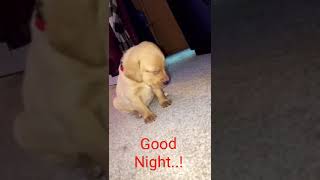 13 De Novembro De 2017