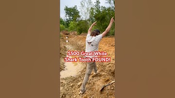 Purple Great White Shark Tooth found in the ancient fossil layer at @palmettofossilexcursions